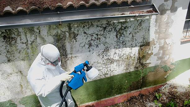 Trusted Mold Remediation service in Terra Ceia, FL - Cheap Mold Removal